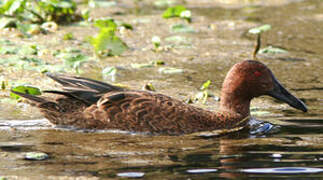 Cinnamon Teal