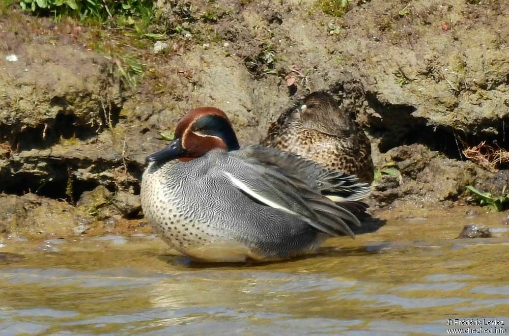 Eurasian Tealadult breeding