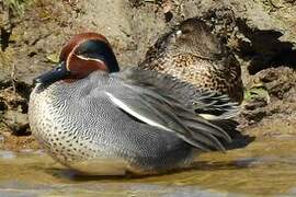 Eurasian Teal