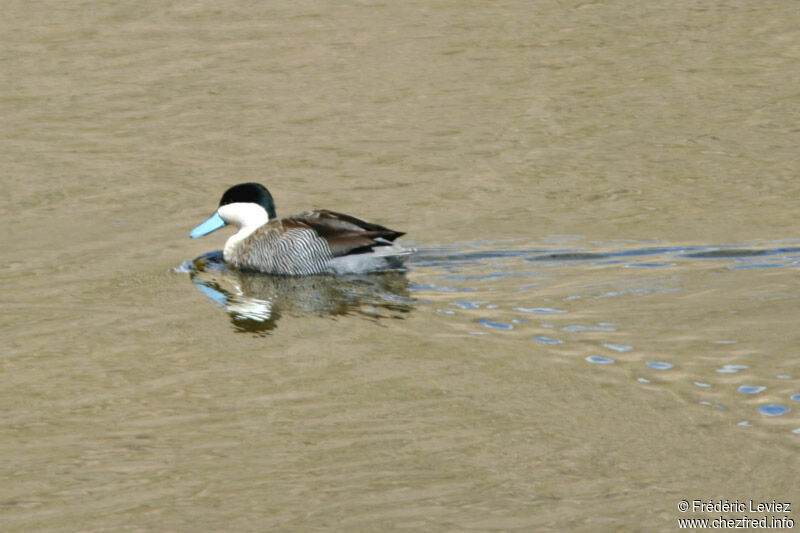 Puna Tealadult