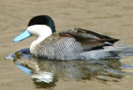 Puna Teal