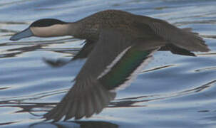 Puna Teal