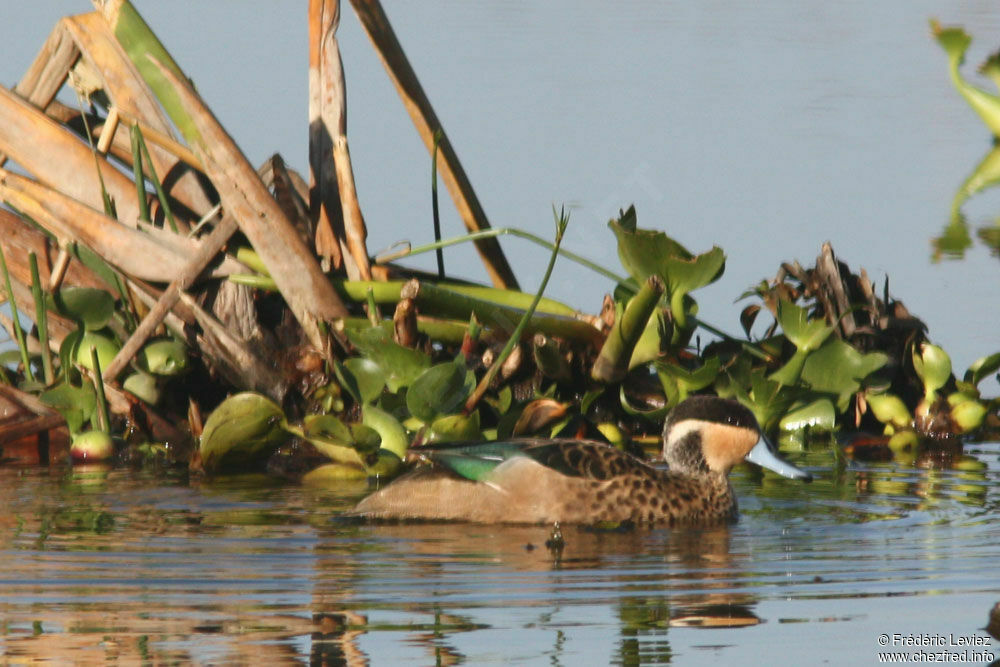 Sarcelle hottentote mâle adulte, identification