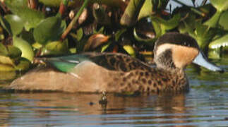 Hottentot Teal