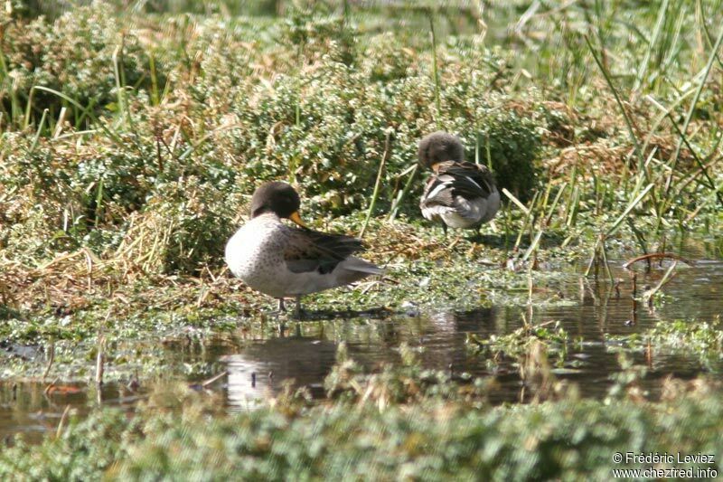 Yellow-billed Teal adult