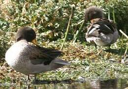 Yellow-billed Teal