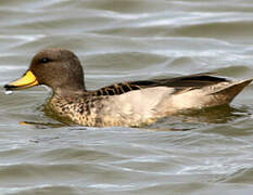 Yellow-billed Teal