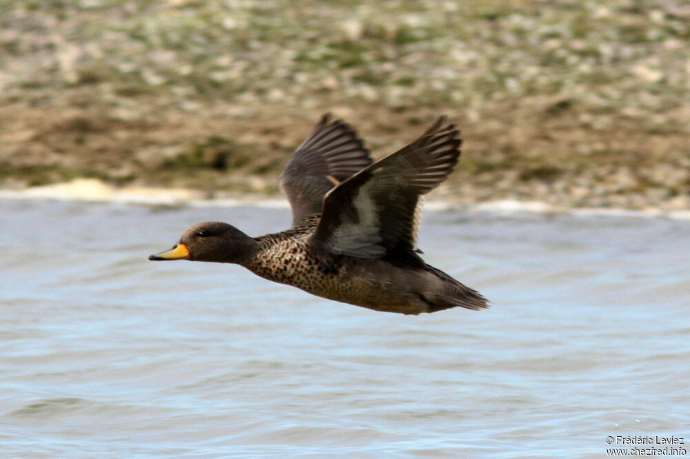 Yellow-billed Tealadult