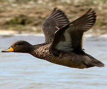 Yellow-billed Teal