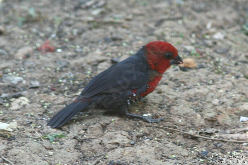 Sénégali à tête rouge femelle adulte