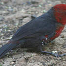 Sénégali à tête rouge