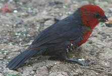 Sénégali à tête rouge