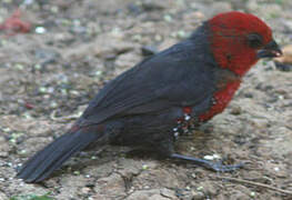 Red-headed Bluebill