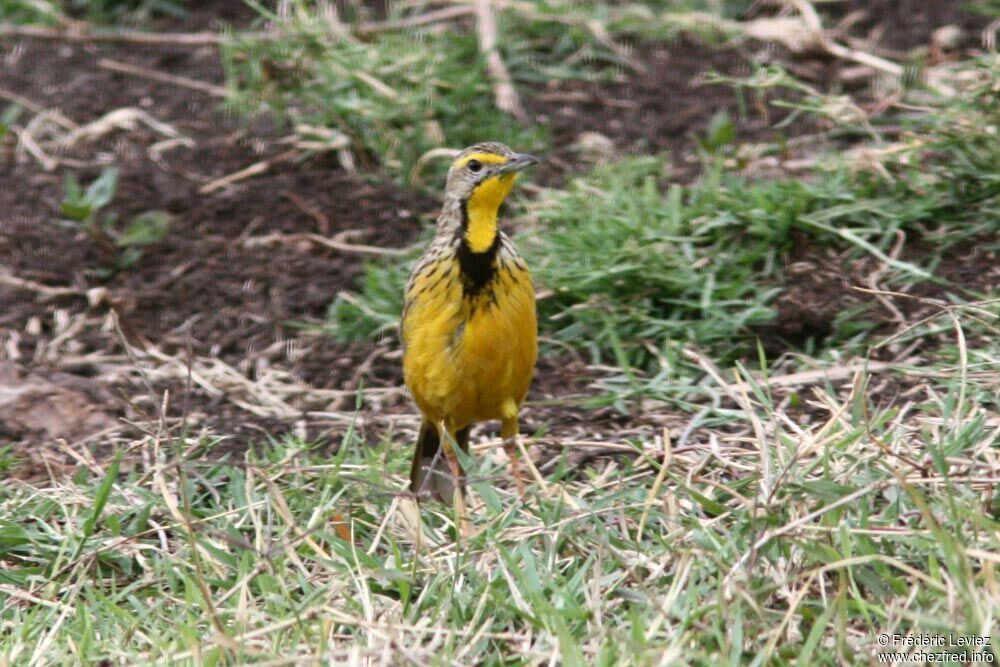 Yellow-throated Longclawadult, identification