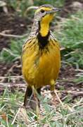 Yellow-throated Longclaw