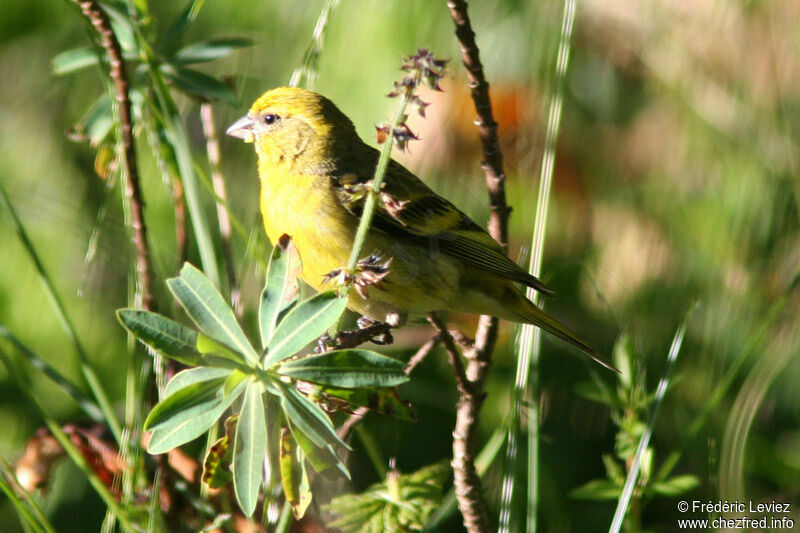 Yellow-crowned Canaryadult