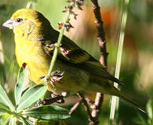 Yellow-crowned Canary