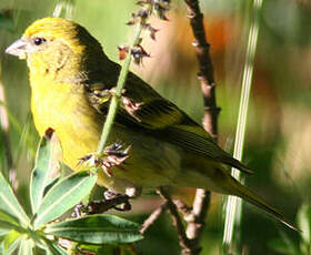 Serin à calotte jaune