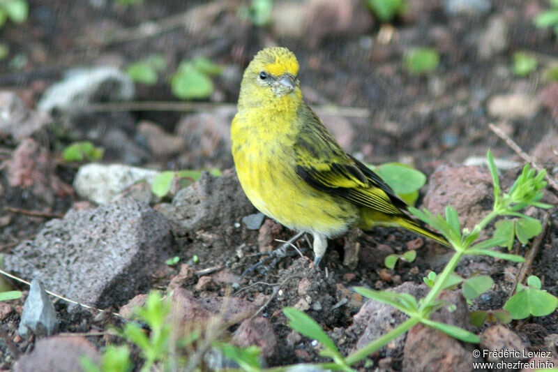 Serin à calotte jauneadulte