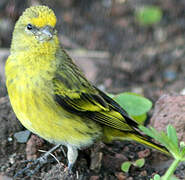 Yellow-crowned Canary