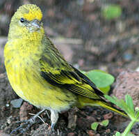 Serin à calotte jaune