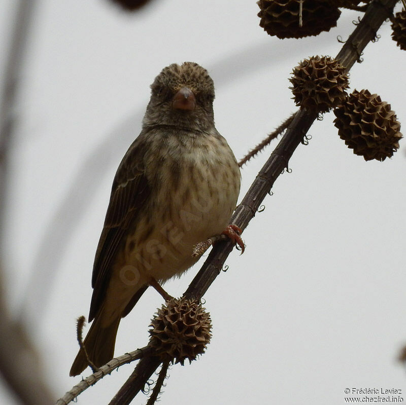 Serin à croupion blanc, identification, portrait