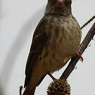 Serin à croupion blanc