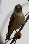 White-rumped Seedeater