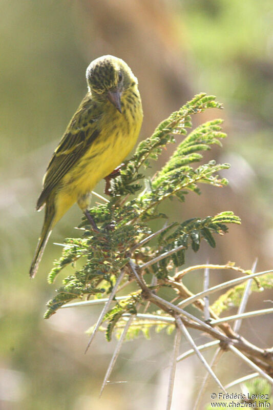 Western Citril female adult, identification