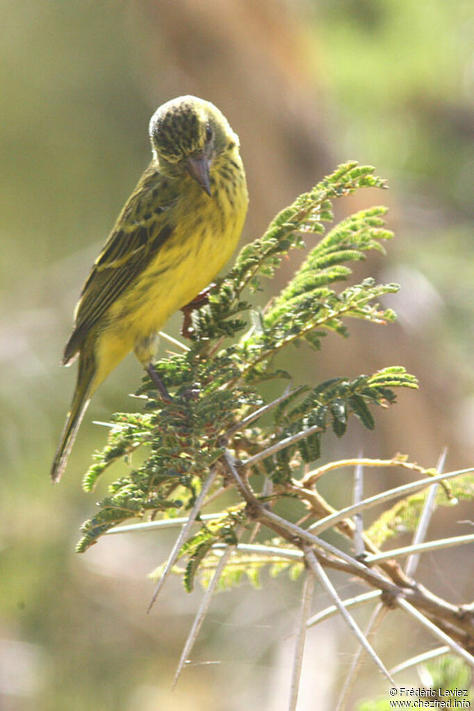 Serin à diadème femelle adulte, identification