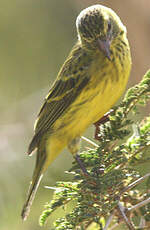 Serin à diadème