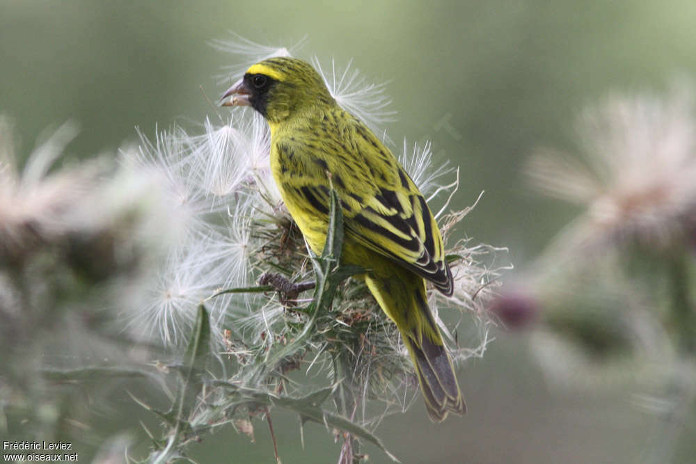 Serin à diadème mâle adulte, identification