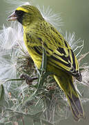 Serin à diadème