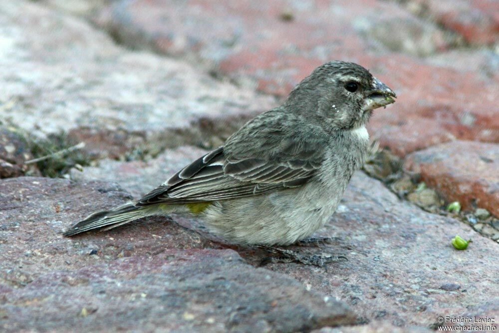 Serin à gorge blanche, identification