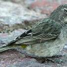 Serin à gorge blanche