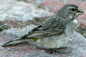 Serin à gorge blanche