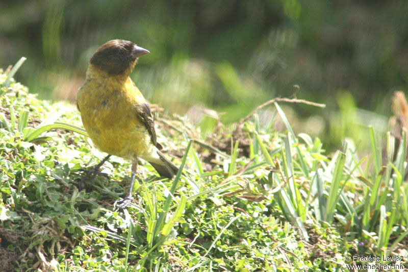 Serin à tête noireadulte