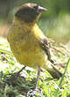 Serin à tête noire