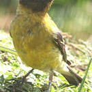 Serin à tête noire