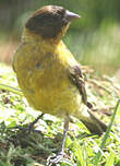 Serin à tête noire