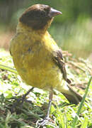 Ethiopian Siskin