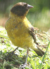 Serin à tête noire