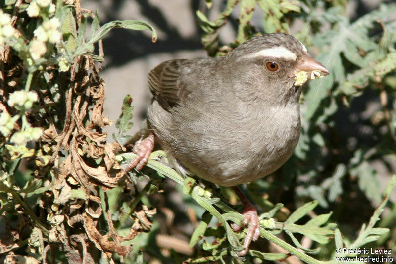 Brown-rumped Seedeateradult