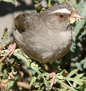 Brown-rumped Seedeater