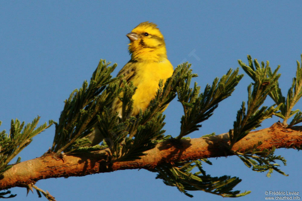 Serin à ventre blanc mâle adulte, identification