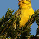 Serin à ventre blanc