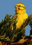 White-bellied Canary