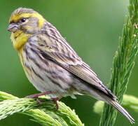 European Serin