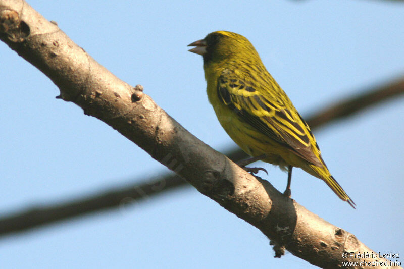 Serin d'Abyssinieadulte