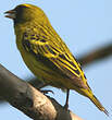 Serin d'Abyssinie